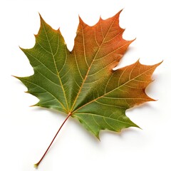 Fototapeta premium Maple Leaf Isolated – High-Resolution Botanical Image on White Background