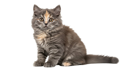 Obraz premium Sitting Kitten Looking Forward with Fluffy Gray Fur
