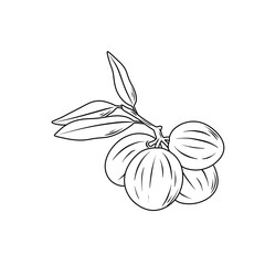 Line drawing of Mahkota Dewa branch with fruit and leaves
