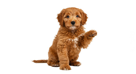 Puppy Raising Paw on White Background Raising