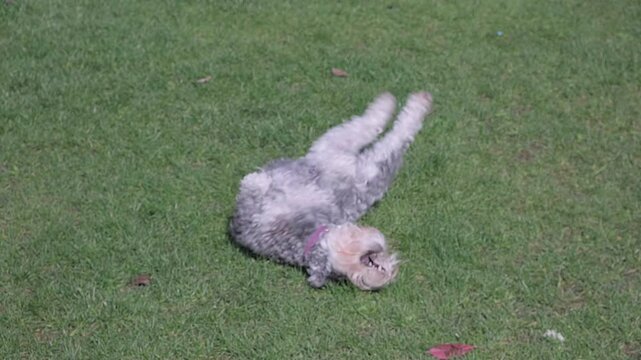 Dog mini shnauzer wants to play ball outdoor games