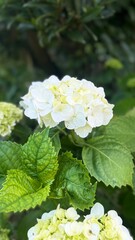 white flowers in the garden