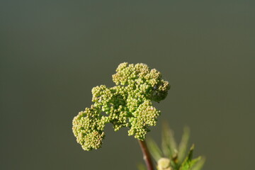 close up of a plant mädesüß