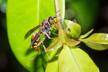Australian Paper Wasp (Polistes humilis) - Yellow-Banded Wasp Resting on Leaf Tip