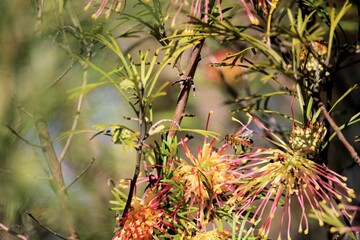 Western Honey Bee (Apis mellifera) in flight visiting Grevillea flowers, South Australia