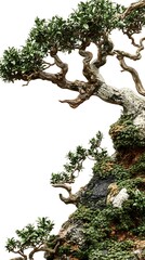 A beautifully crafted bonsai tree artfully displayed against a clean white background image