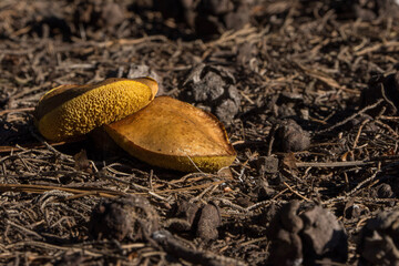 Hongos de pino en el bosque