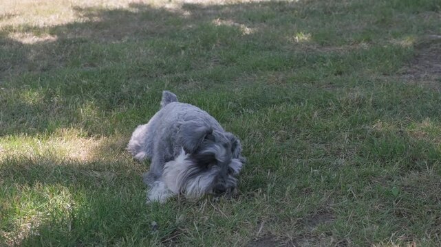 Dog mini shnauzer wants to play ball outdoor games