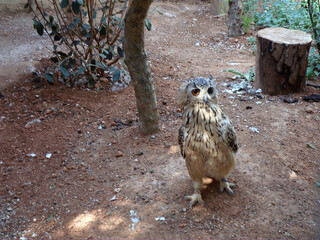 Big Eurasian eagle-owl in captivity, horned owl bird on ground in zoo aviary enclosure in Santa Eugènia, Mallorca. Birds of prey, rescued animals, wildlife encounter. 