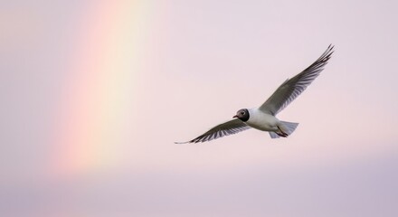Fototapeta premium Black-headed Gull in Flight Against a Pastel Rainbow Sky: A Stunning Avian Silhouette