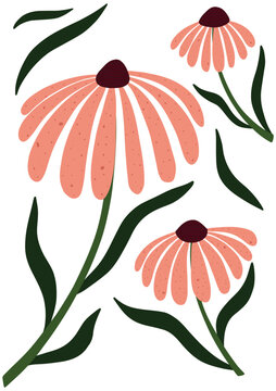 Simple hand drawn illustration of echinacea flowers with elongated pink petals and dark centers. Perfect for prints, posters, and natural-themed designs.