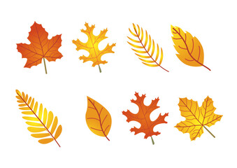 Illustration of various autumn leaves showcasing different shapes and colors in warm hues for seasonal design elements