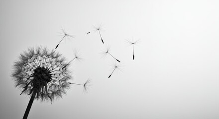 Obraz premium Monochromatic Dandelion Seeds Dispersing in the Wind: A Breathtaking Black and White Image of Nature's Ephemeral Beauty