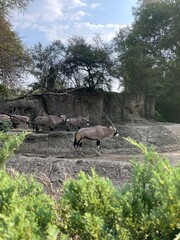 Antelope in the Zoo in the city