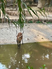 Antelope in the Zoo in the city