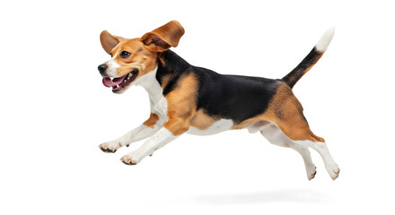 Premium Beagle Dog in Motion