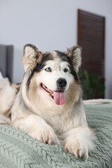 Cute Alaskan malamute dog on bed at home
