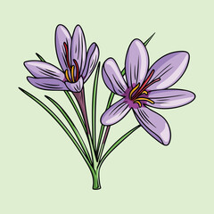 Fototapeta premium Hand drawn of a saffron crocus flower in bloom