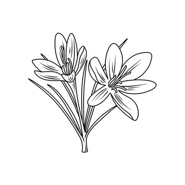Line drawing of a saffron crocus flower in bloom