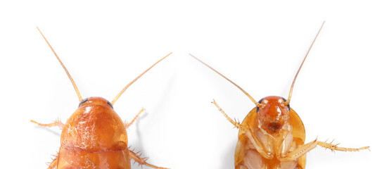 Cockroach on white background. Top and bottom view