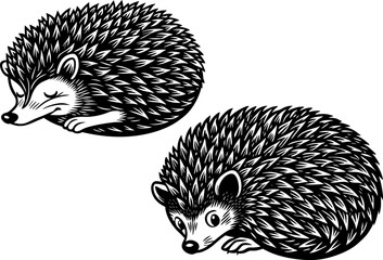 A hedgehog curled into a ball, isolated on a white background