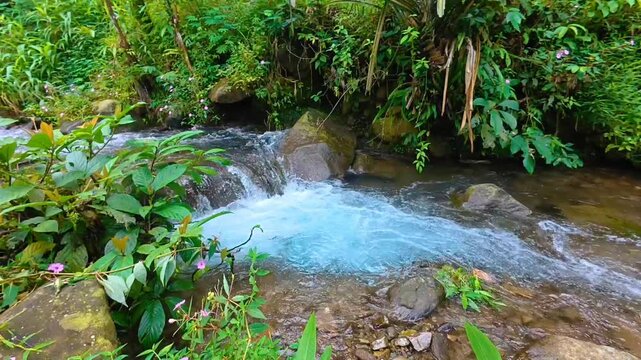 Pure and unspoiled stream in a rich green jungle.
No audio.