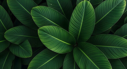 Naklejka premium Top-Down Close-Up of Lush Tropical Green Leaves with Prominent Veins, Creating an Immersive Natural Organic Pattern and Jungle Texture