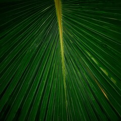 Obraz premium Macro Close-Up of Vibrant Green Palm Leaf with Fanned Veins, Showcasing Abstract Natural Pattern, Tropical Texture, and Modern Organic Geometry