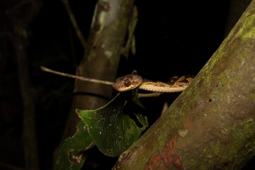 Culebra marrón posada en un arbol