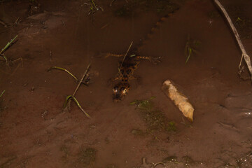 Caiman yacare cría en el agua