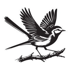 vector illustration of a bird