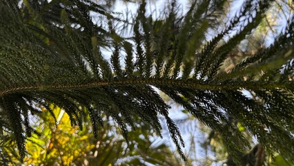 pine trees in the forest