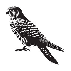 Obraz premium bird of prey