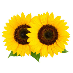 Fototapeta premium Sunflower with Leaves – High Resolution PNG for Sublimation