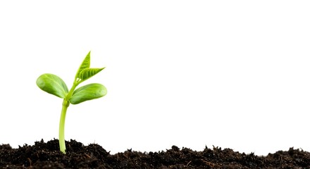 New Life A Tiny Sprout Emerging from the Soil