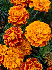 colorful display marigold flowers fills garden, with shades orange and red creating striking visual. their vibrant colors attract pollinators in bright sunlight. close up.