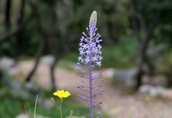 Beautiful Campanulata Blue (lat.- Scilla hyacinthoides)