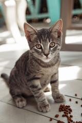 A gray tabby kitten sits on a light floor next to dry cat food, looking directly into the camera with an alert and curious expression.