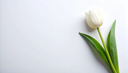 Top view background concept with white tulips against a white background.