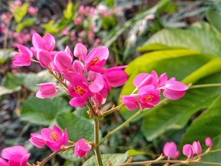 Pink flowers in the garden. Air mata pengantin Flower or has the scientific name Antigonon leptopus. 