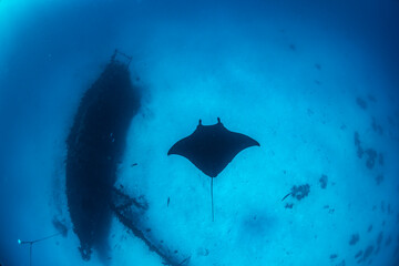 A manta ray glides effortlessly through the crystal-clear waters of Lady Elliot Island 