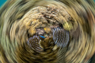 Artistic underwater motion capture of coral reefs in Cairns, Australia.