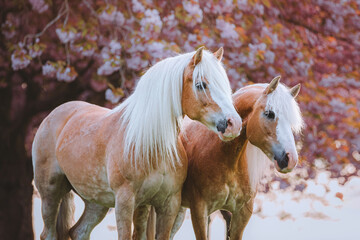 A pair of gorgeous horses with long manes pose freely in a garden of blooming pink cherry trees during golden hours