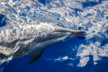 Dolphins drift just below the smooth ocean surface along the Hawaiian coastline.