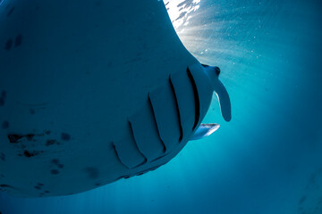 A manta ray glides effortlessly near Lady Elliot Island’s coral reefs.