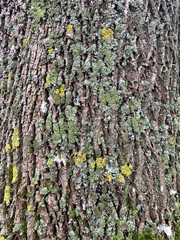 the bark of an old tree covered with green moss