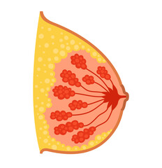 Female breast in section cartoon stylized vector illustration. Anatomical bosom mammary gland organ symbol on white background. Drawing human breast bust medical diagnostic education design