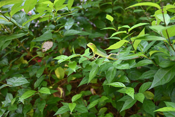 On a treetop, a green forest lizard is observing its surroundings