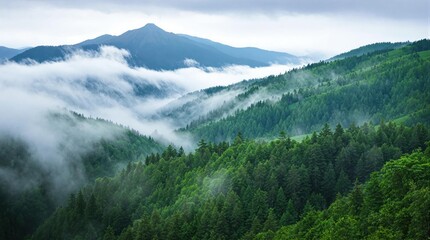 Misty mountain range, dense forest