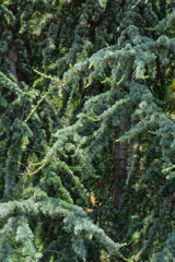 Cedrus atlantica, the Atlas cedar. cedar tree. pine forest.